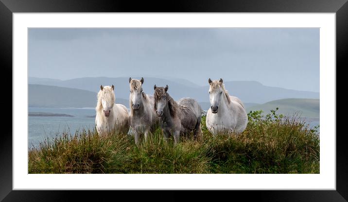 Eriskay Ponies Scotland Framed Mounted Print by Heather Oliver