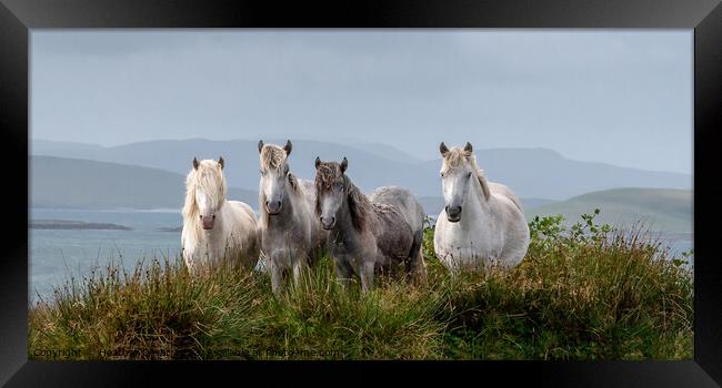 Eriskay Ponies Scotland Framed Print by Heather Oliver