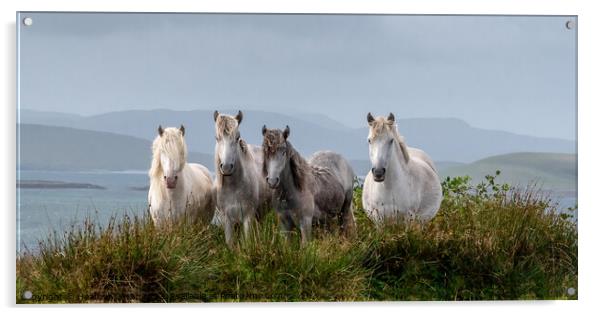 Eriskay Ponies Scotland Acrylic by Heather Oliver