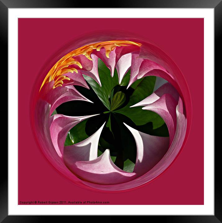 Spherical Lily paperweight Framed Mounted Print by Robert Gipson