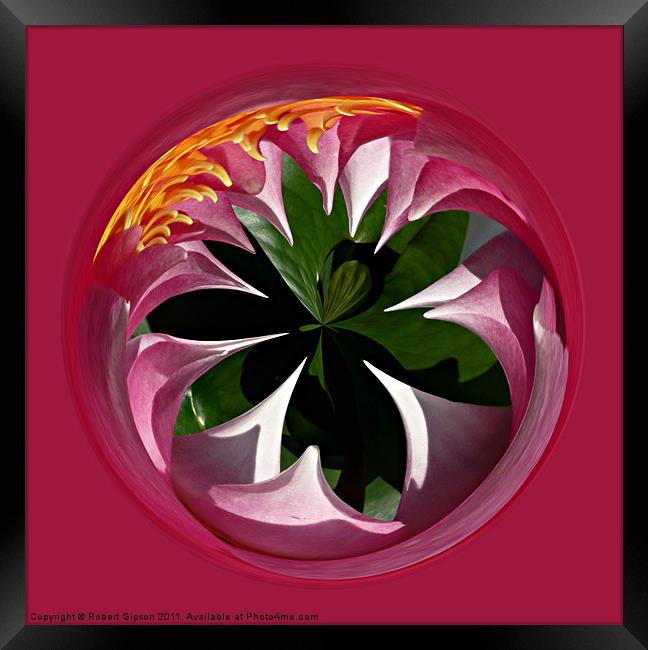 Spherical Lily paperweight Framed Print by Robert Gipson