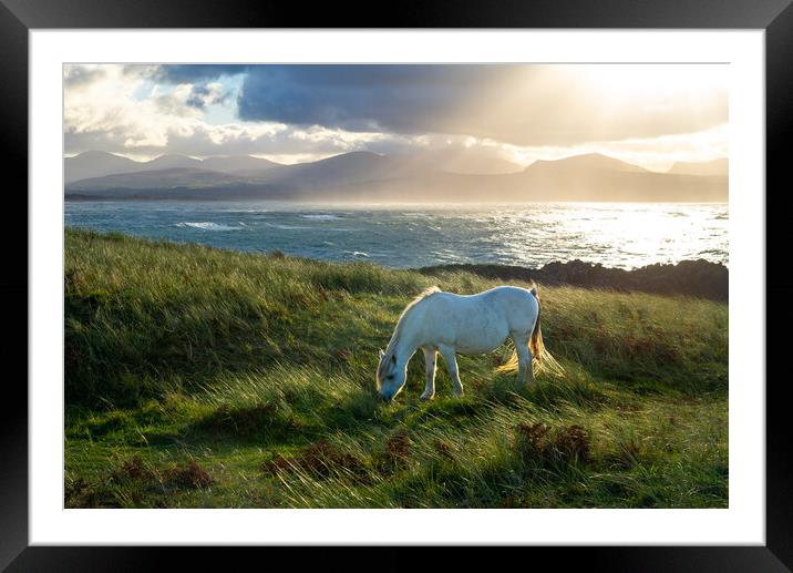 Wild pony on Llanddwyn Island, Anglesey, Wales Framed Mounted Print by Andrew Kearton
