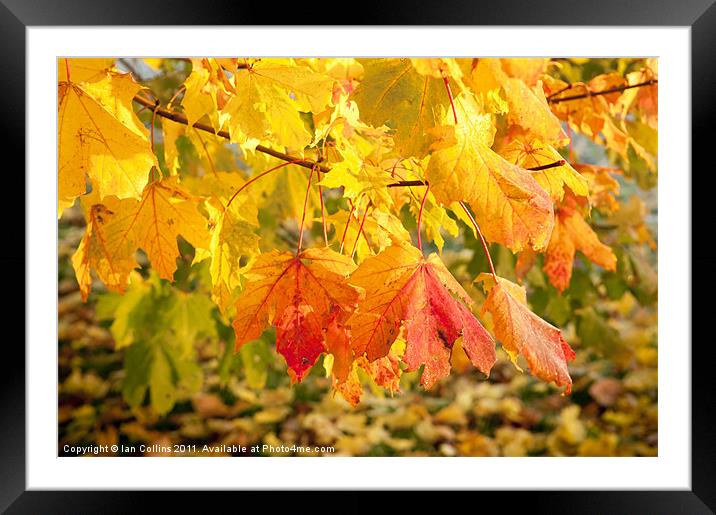Maple Autumn Colours Framed Mounted Print by Ian Collins