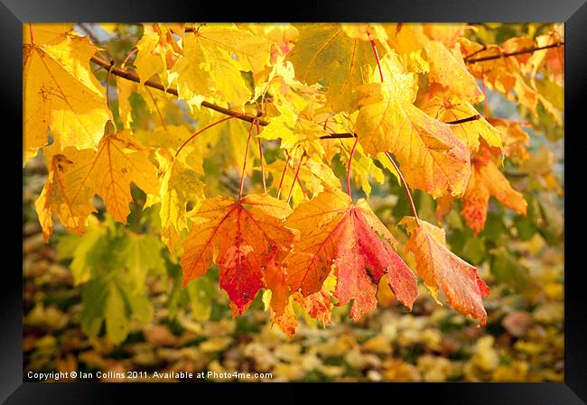 Maple Autumn Colours Framed Print by Ian Collins