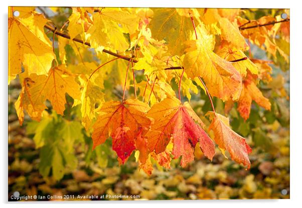 Maple Autumn Colours Acrylic by Ian Collins
