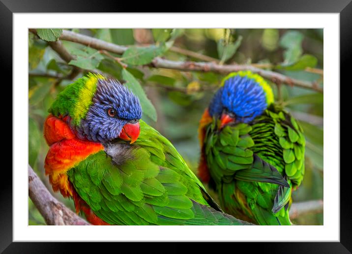 Rainbow Lorikeets Framed Mounted Print by Arterra 