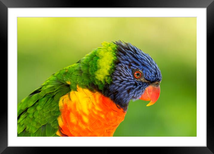 Rainbow Lorikeet Framed Mounted Print by Arterra 