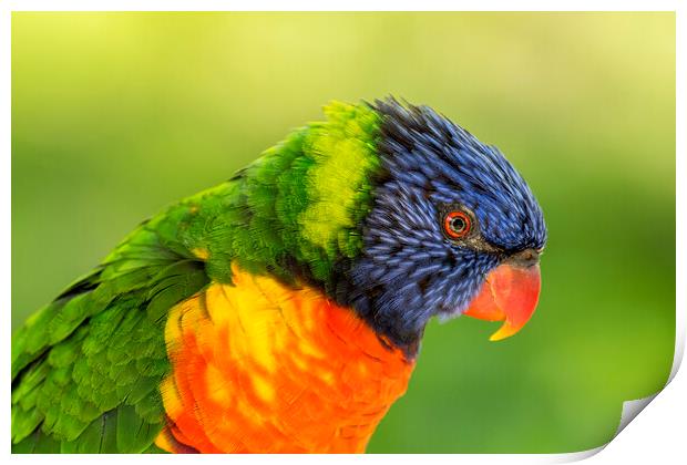 Rainbow Lorikeet Print by Arterra 