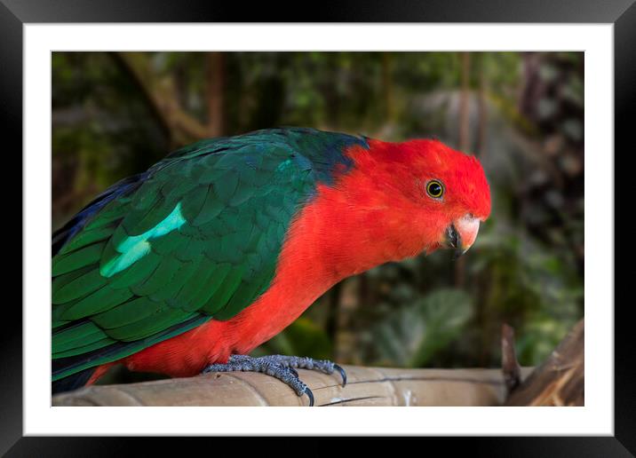 Australian King Parrot Framed Mounted Print by Arterra 