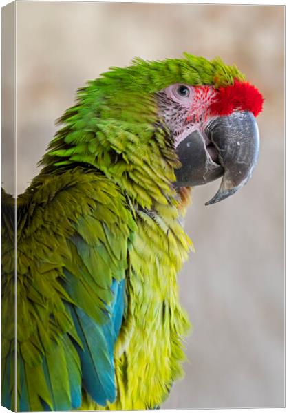 Great Green Macaw Canvas Print by Arterra 