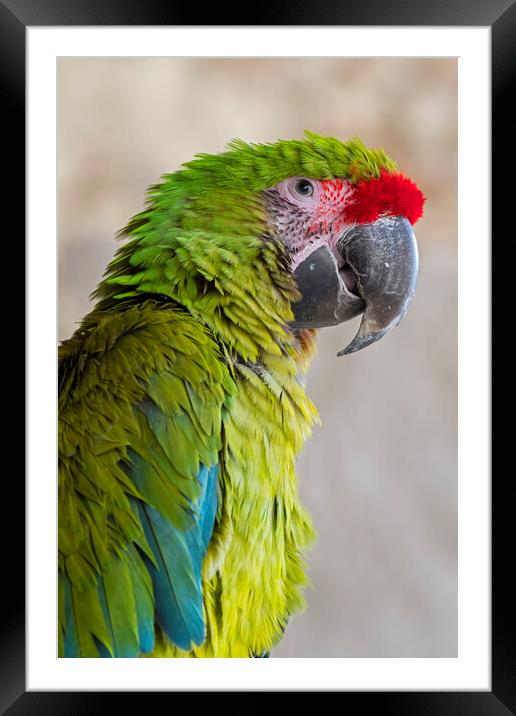 Great Green Macaw Framed Mounted Print by Arterra 