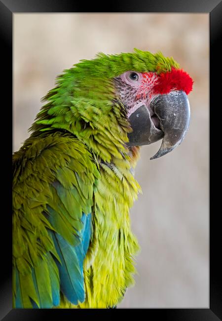 Great Green Macaw Framed Print by Arterra 