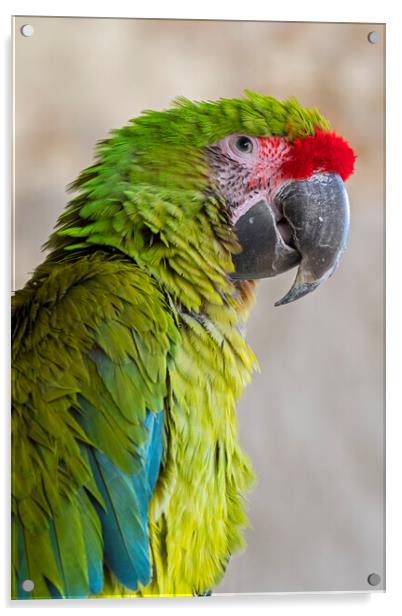 Great Green Macaw Acrylic by Arterra 
