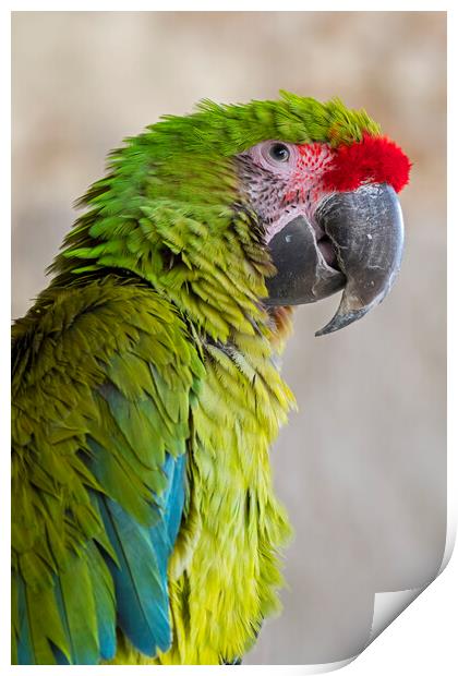 Great Green Macaw Print by Arterra 