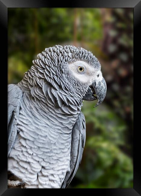 Congo Grey Parrot Framed Print by Arterra 