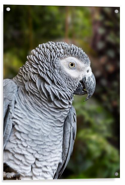 Congo Grey Parrot Acrylic by Arterra 