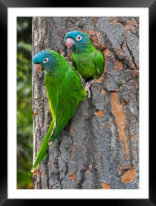 Blue-Crowned Parakeet Couple Framed Mounted Print by Arterra 