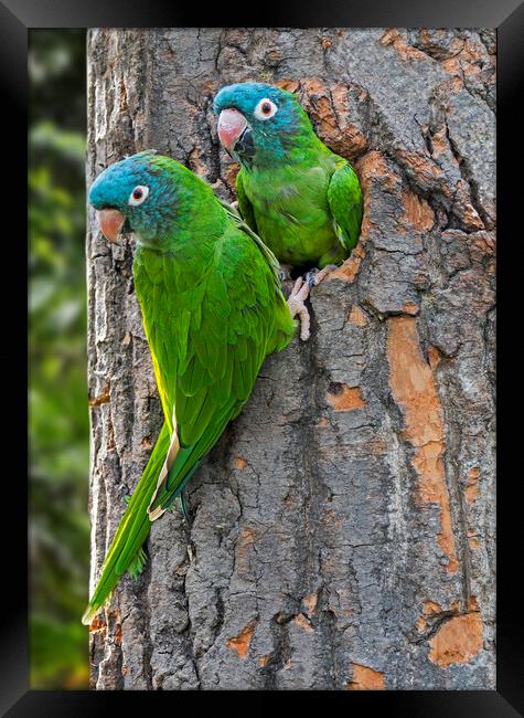 Blue-Crowned Parakeet Couple Framed Print by Arterra 