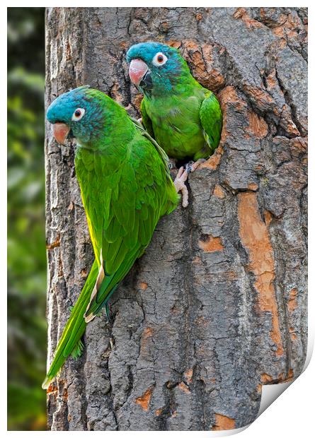 Blue-Crowned Parakeet Couple Print by Arterra 