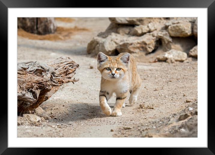 Sand Cat Framed Mounted Print by Arterra 