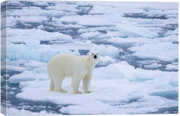 Polar Bear on Drift Ice Canvas Print by Arterra 