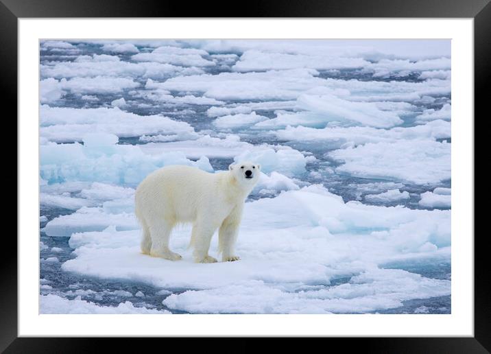 Polar Bear on Drift Ice Framed Mounted Print by Arterra 