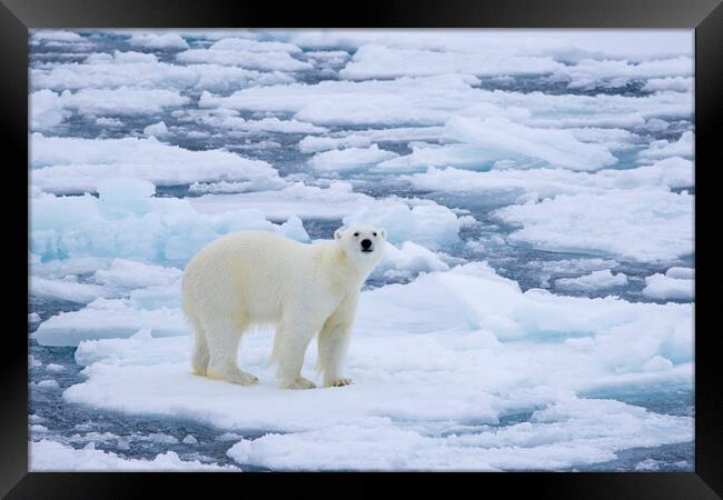 Polar Bear on Drift Ice Framed Print by Arterra 
