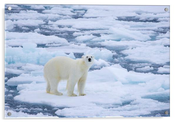 Polar Bear on Drift Ice Acrylic by Arterra 