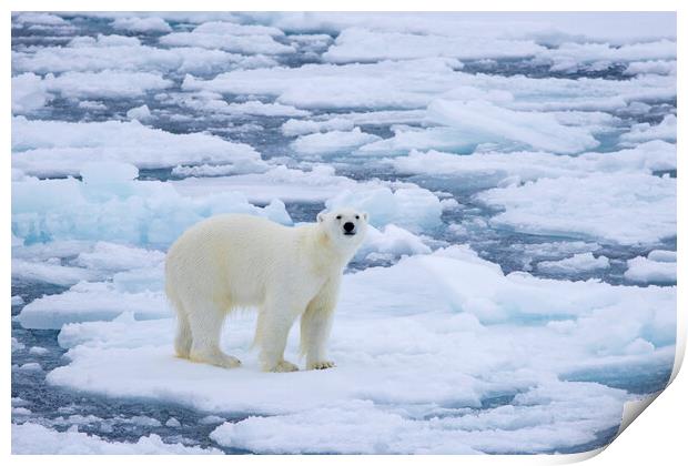 Polar Bear on Drift Ice Print by Arterra 
