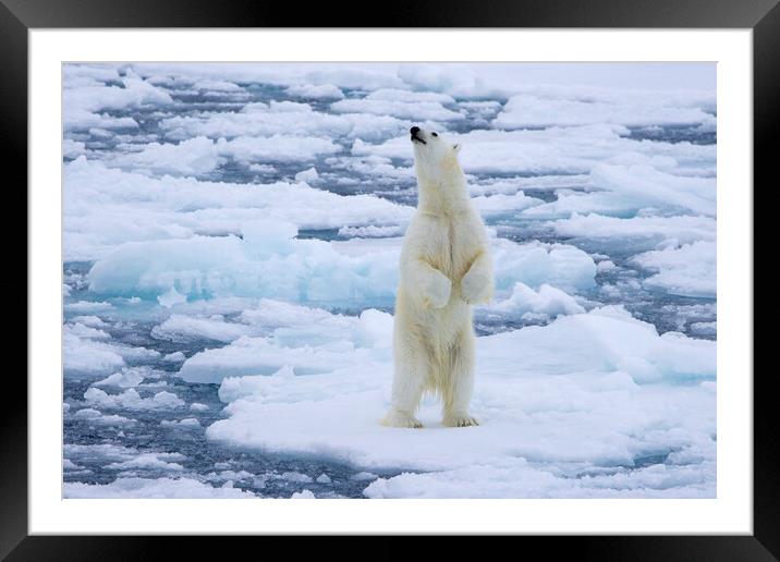 Polar Bear Standing Up Framed Mounted Print by Arterra 