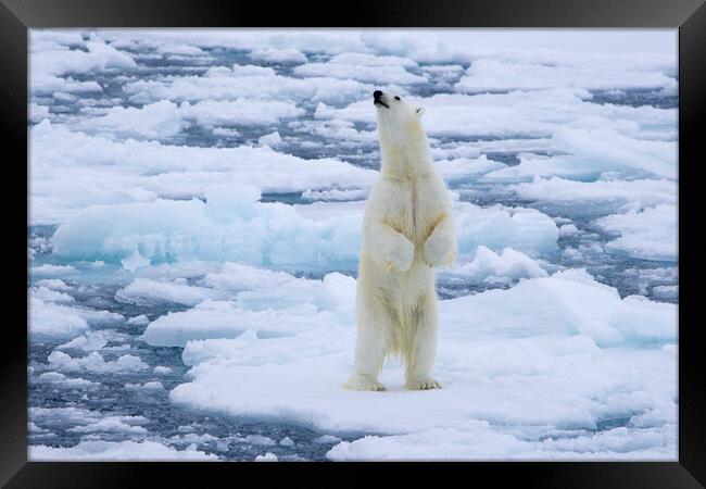 Polar Bear Standing Up Framed Print by Arterra 