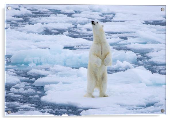 Polar Bear Standing Up Acrylic by Arterra 