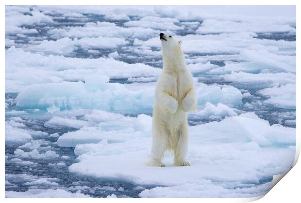 Polar Bear Standing Up Print by Arterra 