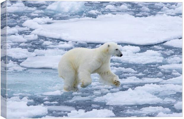 Polar Bear Running on Ice Canvas Print by Arterra 