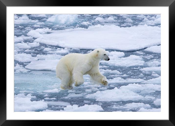 Polar Bear Running on Ice Framed Mounted Print by Arterra 