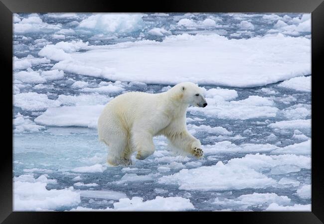 Polar Bear Running on Ice Framed Print by Arterra 