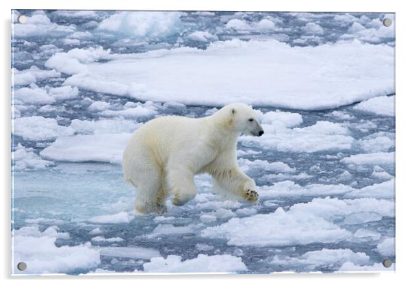 Polar Bear Running on Ice Acrylic by Arterra 