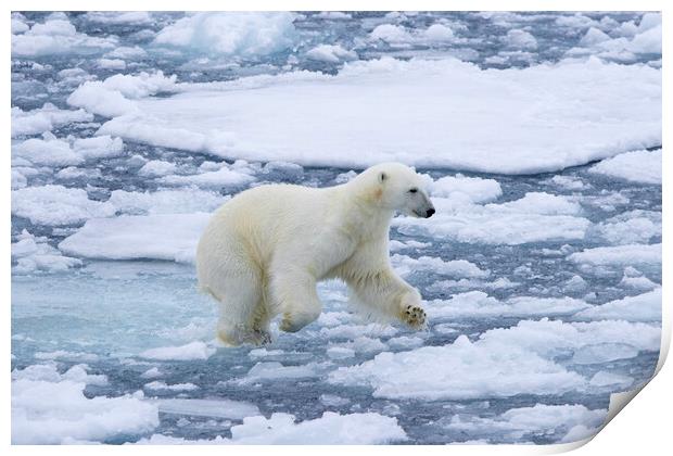 Polar Bear Running on Ice Print by Arterra 
