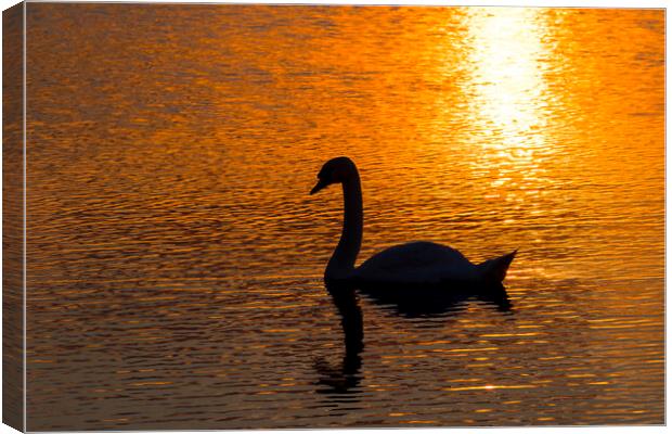 Mute Swan at Sunset Canvas Print by Arterra 