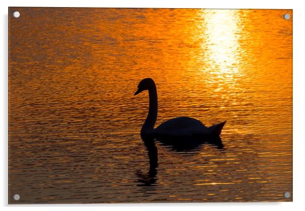 Mute Swan at Sunset Acrylic by Arterra 