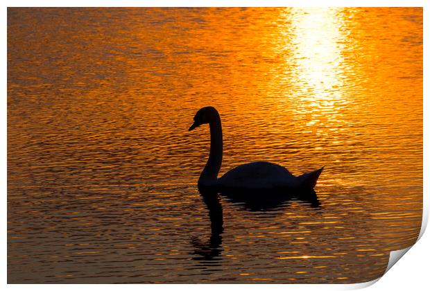 Mute Swan at Sunset Print by Arterra 