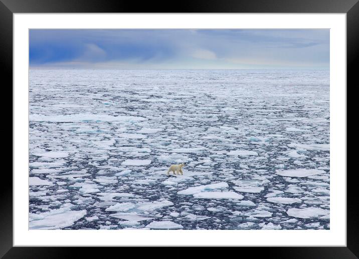 Lone Polar Bear Framed Mounted Print by Arterra 