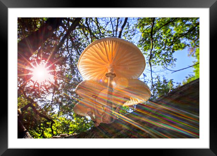 Porcelain Fungus and Sunrays Framed Mounted Print by Arterra 