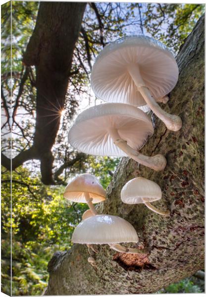 Porcelain Fungus on Tree Trunk Canvas Print by Arterra 