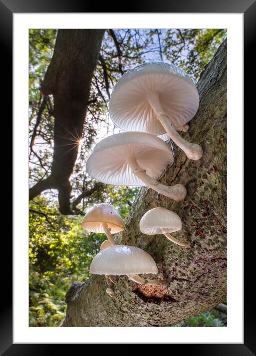 Porcelain Fungus on Tree Trunk Framed Mounted Print by Arterra 