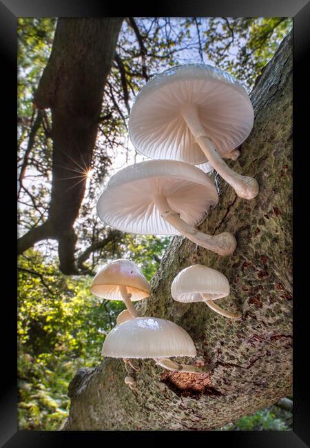 Porcelain Fungus on Tree Trunk Framed Print by Arterra 