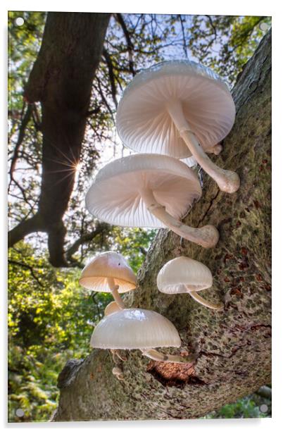 Porcelain Fungus on Tree Trunk Acrylic by Arterra 