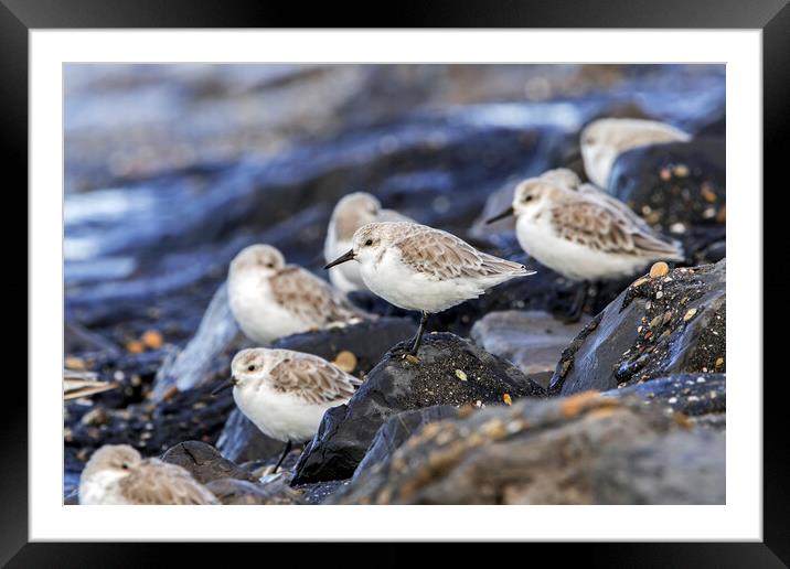 Flock of Sanderlings Framed Mounted Print by Arterra 