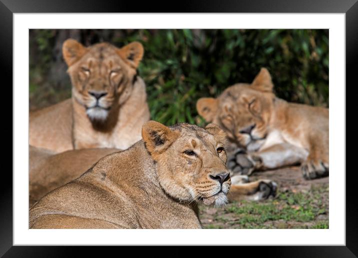 Pride of Asiatic Lions Framed Mounted Print by Arterra 