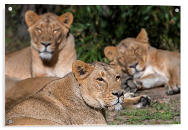 Pride of Asiatic Lions Acrylic by Arterra 